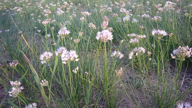 什么香料的香味和泽蒙花接近,野生泽蒙花图片大全