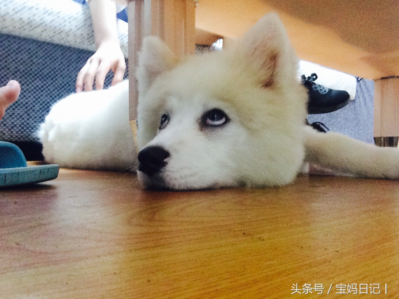 狗狗泪痕变色的毛怎么处理,狗狗泪痕严重吃什么有效果