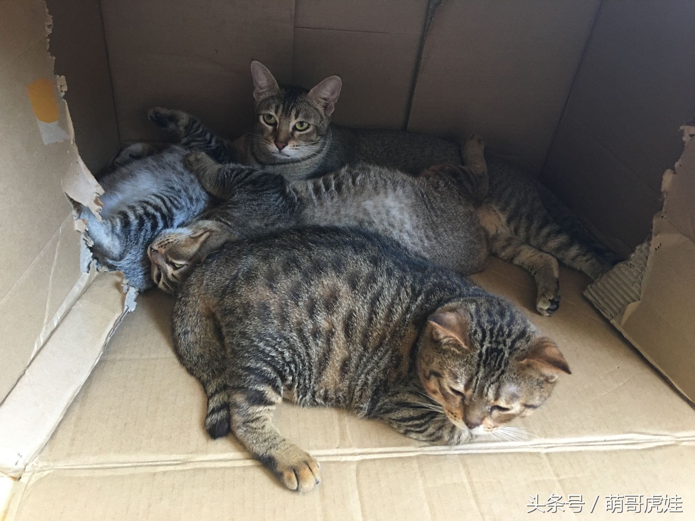 家里的喵星人割了蛋蛋后总是用手挡，小猫：我挡住的是蛋蛋的忧伤