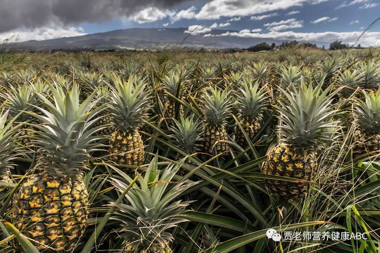 菠萝还是凤梨啊,菠萝还是凤梨要用盐水泡