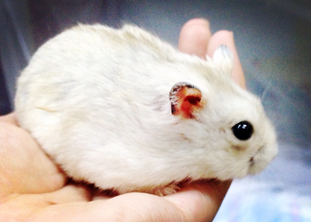 宠物仓鼠为什么不能养,仓鼠身上有什么危害人体的细菌