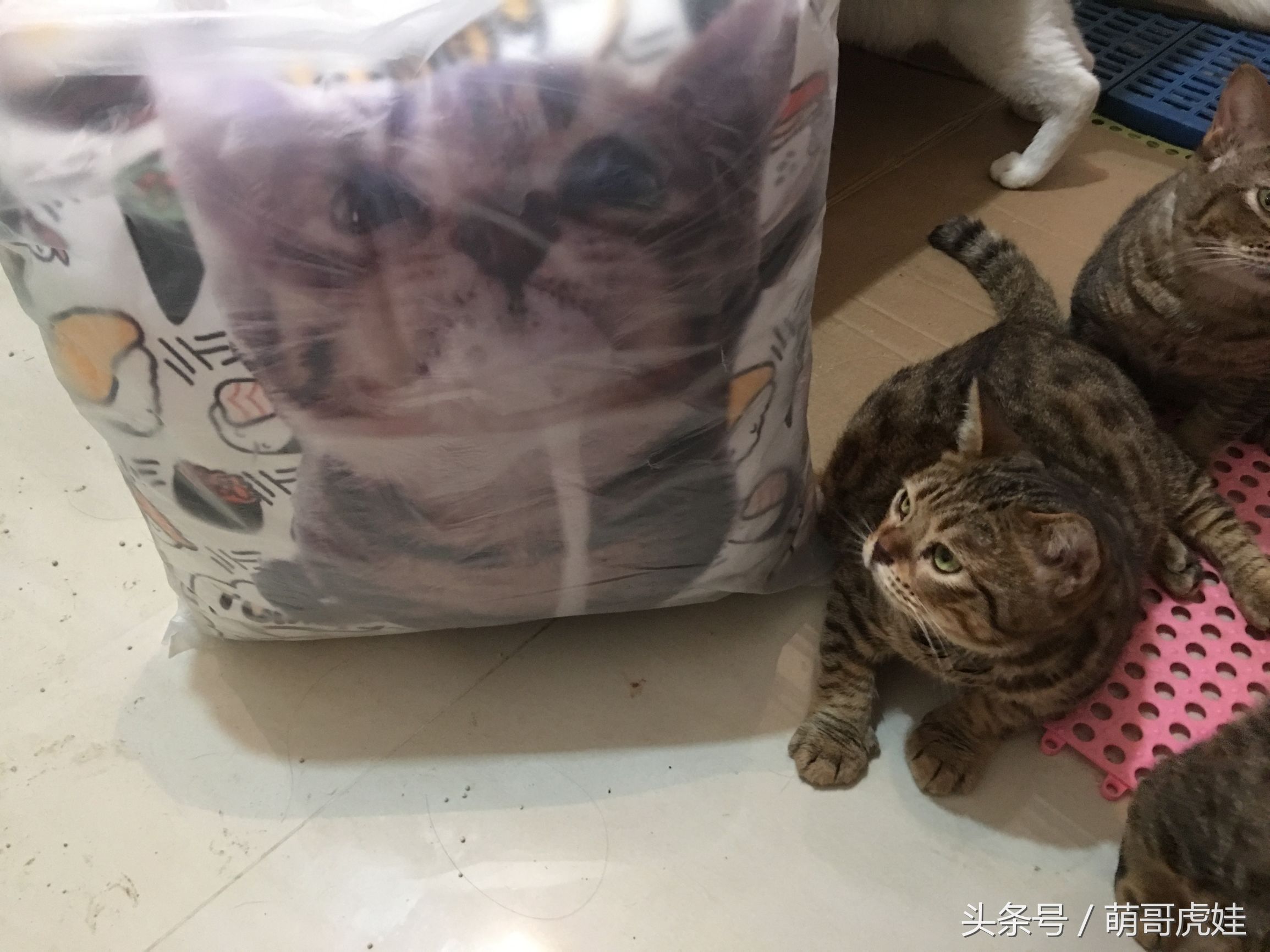 家里的喵星人割了蛋蛋后总是用手挡，小猫：我挡住的是蛋蛋的忧伤
