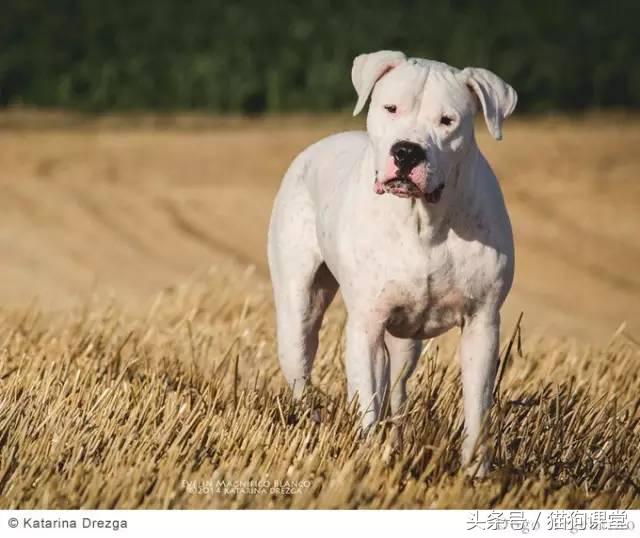 阿根廷杜高犬视频上传,阿根廷杜高犬品相最好