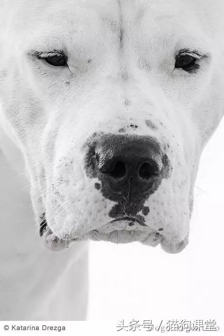 阿根廷杜高犬视频上传,阿根廷杜高犬品相最好