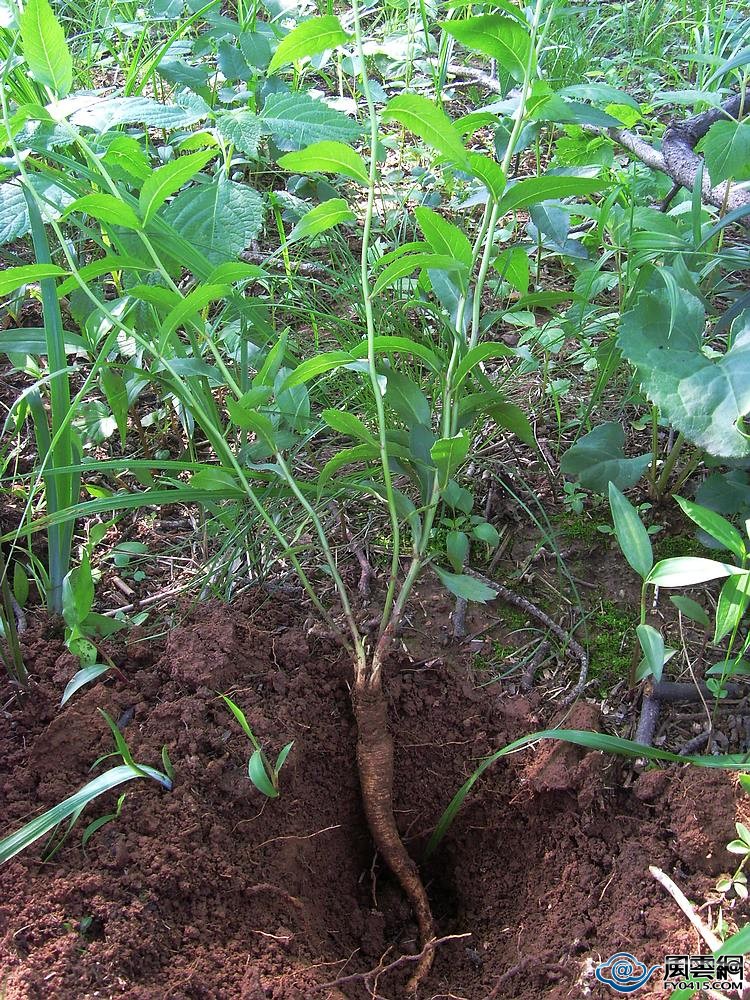 同样是参，人参、沙参、太子参、*党**参，你都知道补什么么？