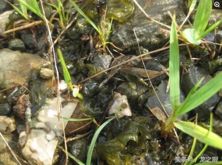 农村草地中的“雷公屎”一斤可卖到15元纯野生有钱都卖不到