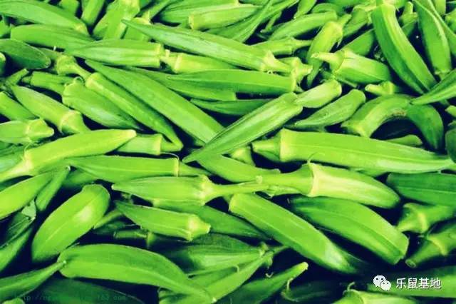 小秋葵有什么好吃的,夏天要多吃秋葵教你新吃法