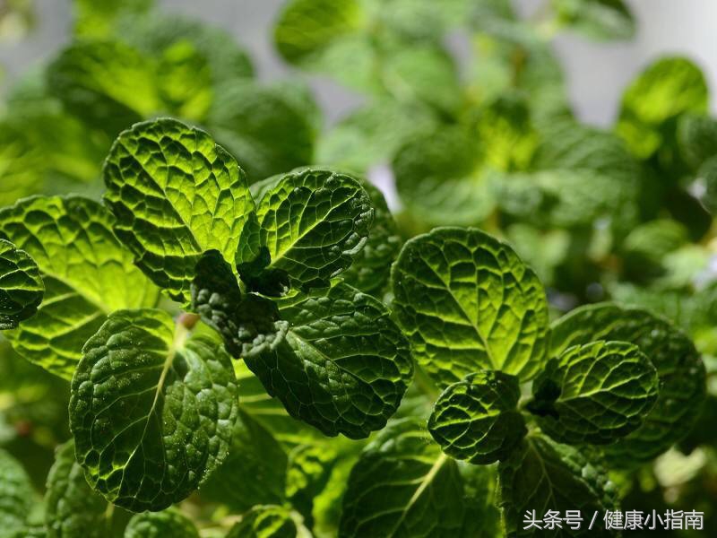 吃薄荷对胃有刺激吗,吃薄荷能解辣吗