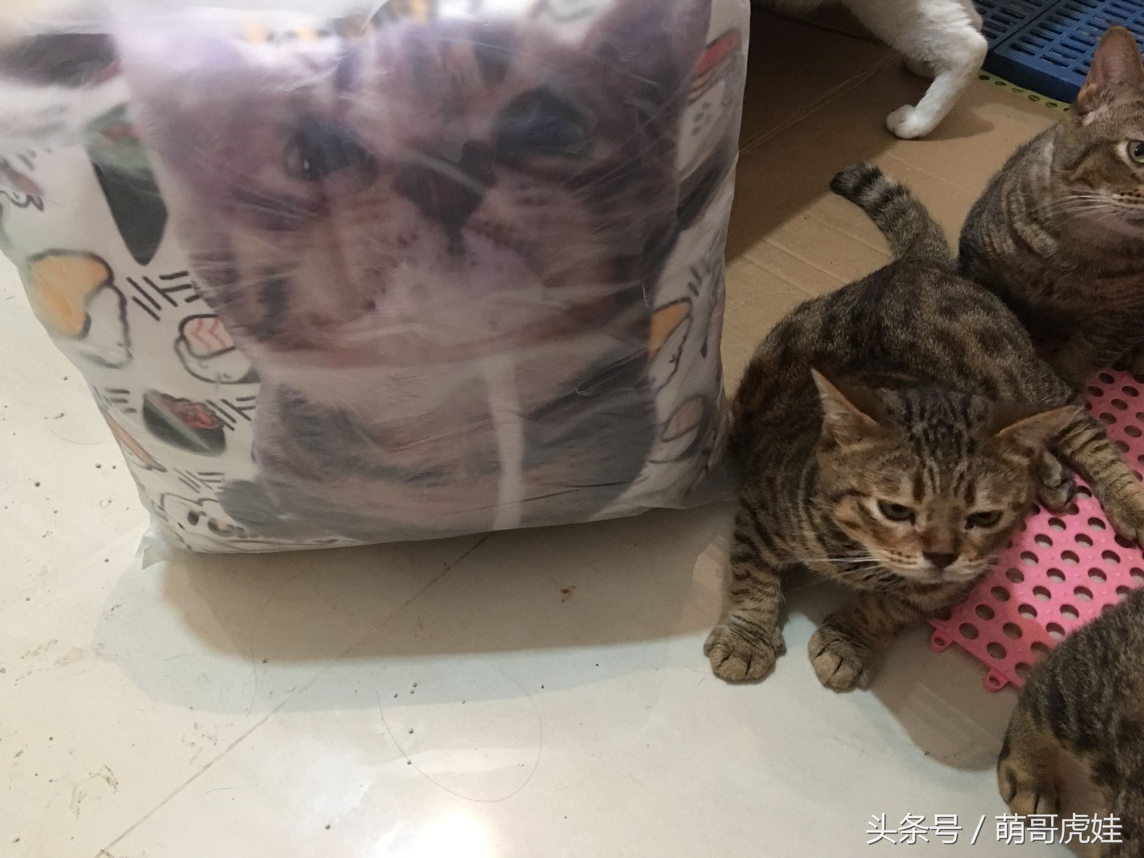 家里的喵星人割了蛋蛋后总是用手挡，小猫：我挡住的是蛋蛋的忧伤