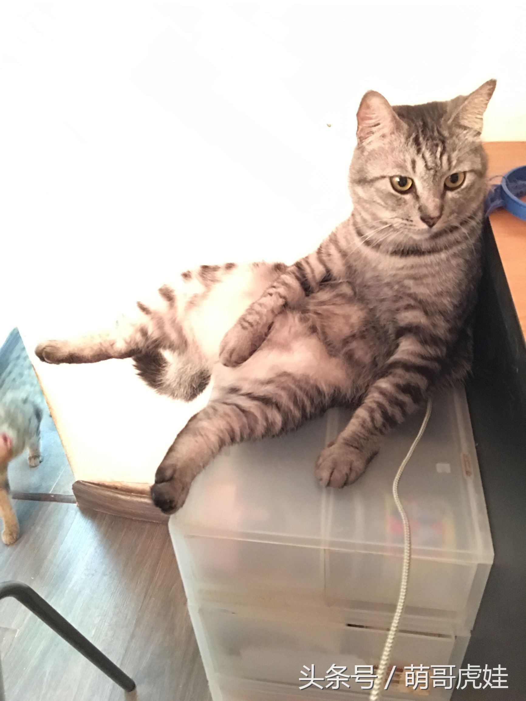 家里的喵星人割了蛋蛋后总是用手挡，小猫：我挡住的是蛋蛋的忧伤