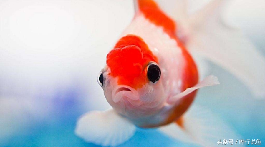 绝对养不死鱼的养鱼小技巧,鱼缸养鱼怎么养不死鱼