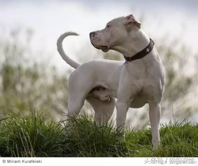 阿根廷杜高犬视频上传,阿根廷杜高犬品相最好