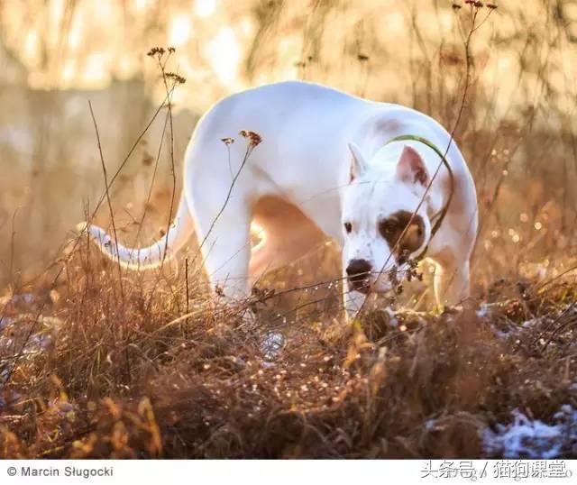 阿根廷杜高犬视频上传,阿根廷杜高犬品相最好