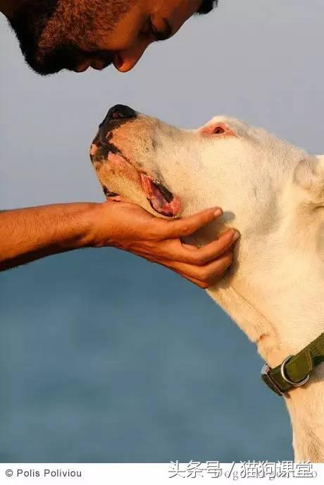 阿根廷杜高犬视频上传,阿根廷杜高犬品相最好