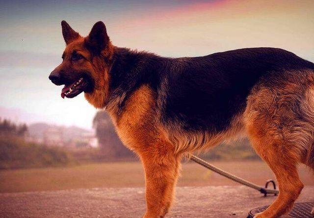 13种常见的宠物狗品种,狗狗价格表又便宜又好养