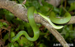 民间故事七叶,民间故事静待一枝花开的视频