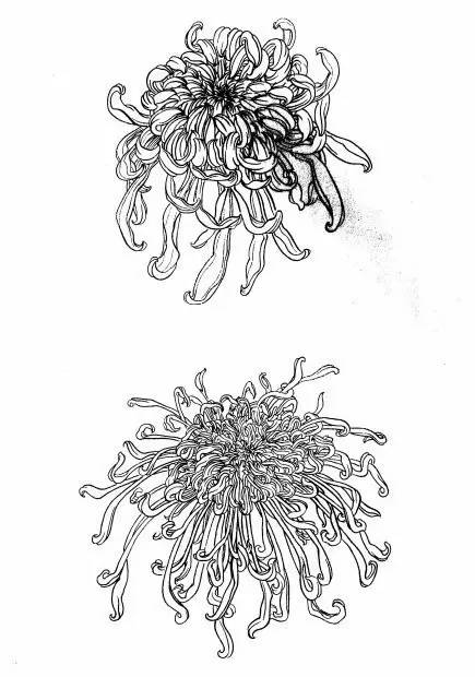 菊花白描工笔画图片大全,国画菊花鸟类白描教学视频