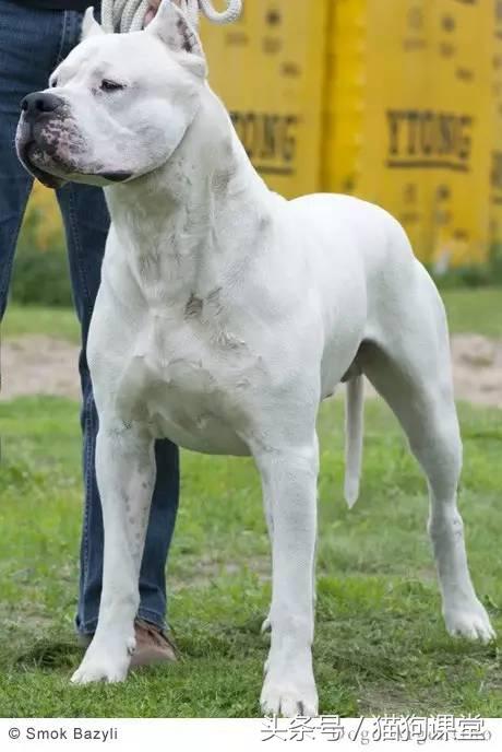 阿根廷杜高犬视频上传,阿根廷杜高犬品相最好