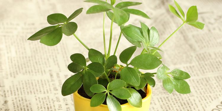 旺财风水植物有哪些