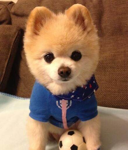 13种常见的宠物狗品种,狗狗价格表又便宜又好养