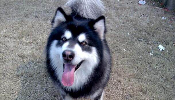 13种常见的宠物狗品种,狗狗价格表又便宜又好养