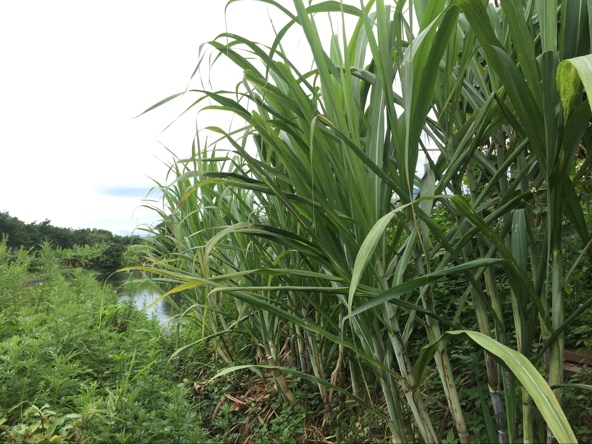 乡村生活的古诗村居,借景抒情田园古诗