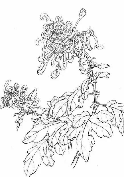菊花白描工笔画图片大全,国画菊花鸟类白描教学视频