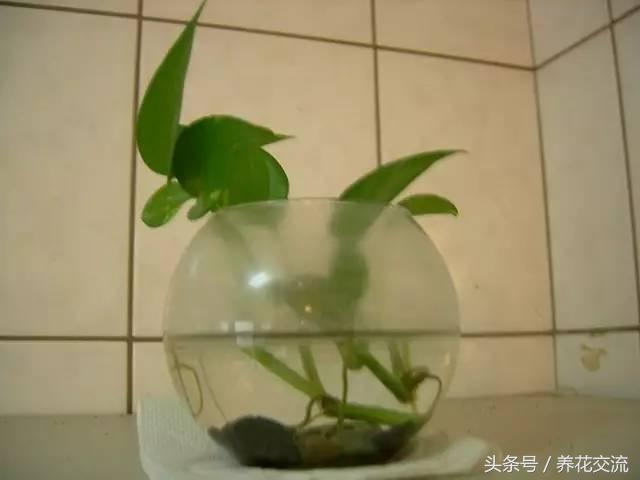 土培绿萝怎么养才能不黄叶茂盛,绿萝的养殖方法和注意事项土培