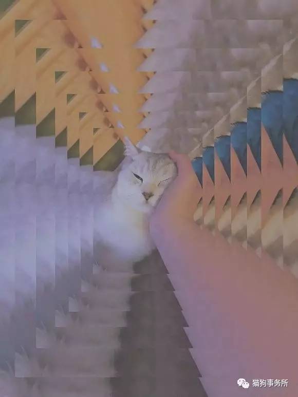 为什么猫可以让一个人的心情变好,猫能使人成熟的从来不是岁月