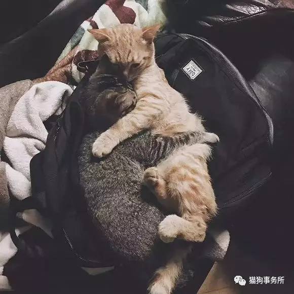 为什么猫可以让一个人的心情变好,猫能使人成熟的从来不是岁月