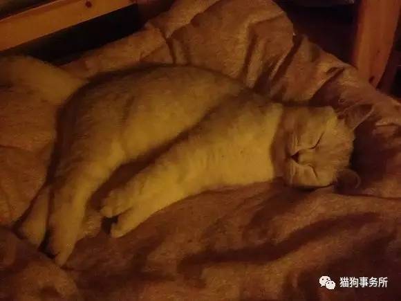 为什么猫可以让一个人的心情变好,猫能使人成熟的从来不是岁月