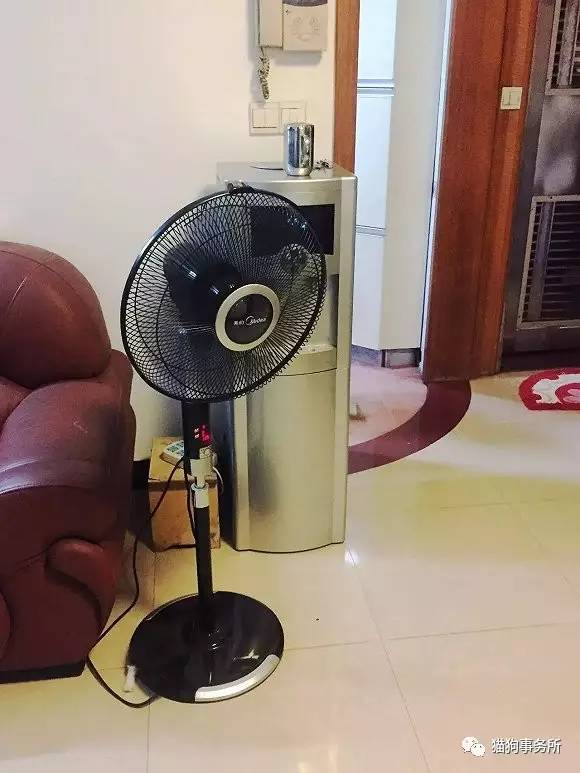 为什么猫可以让一个人的心情变好,猫能使人成熟的从来不是岁月