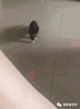 为什么猫可以让一个人的心情变好,猫能使人成熟的从来不是岁月