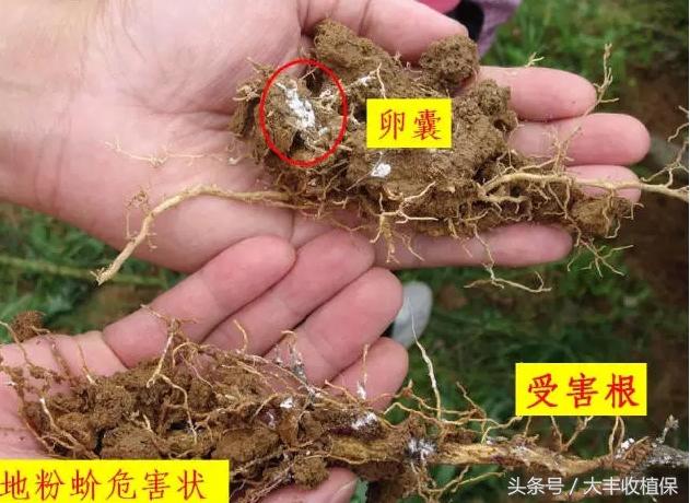 柑橘介壳虫的危害严重,柑橘介壳虫怎么消灭最简单的方法