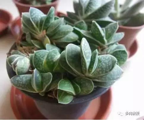 6种名字充满趣味性的多肉,推荐八种高颜值多肉好看又好养