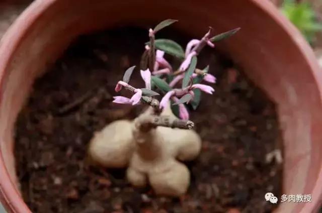 6种名字充满趣味性的多肉,推荐八种高颜值多肉好看又好养