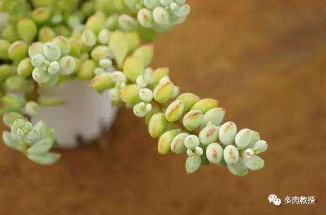 6种名字充满趣味性的多肉,推荐八种高颜值多肉好看又好养