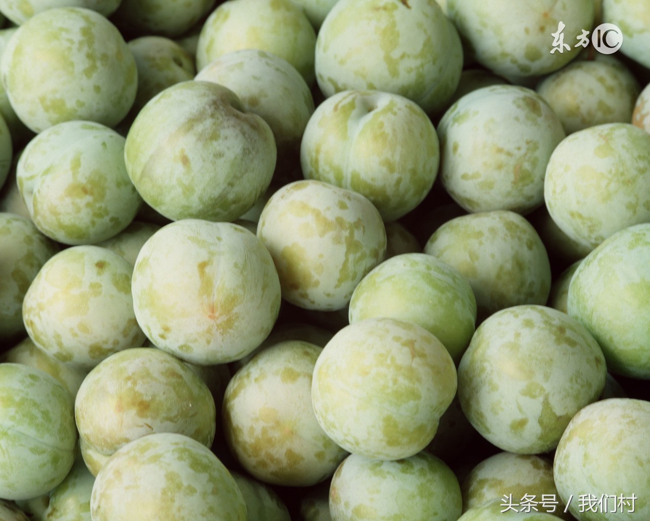 最好吃的李子是什么李子,吃李子甜