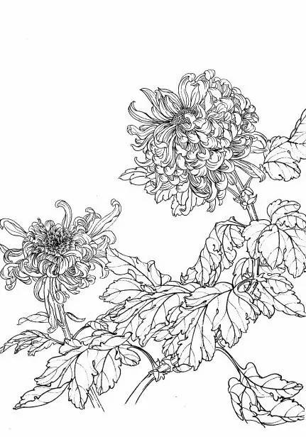 菊花白描工笔画图片大全,国画菊花鸟类白描教学视频