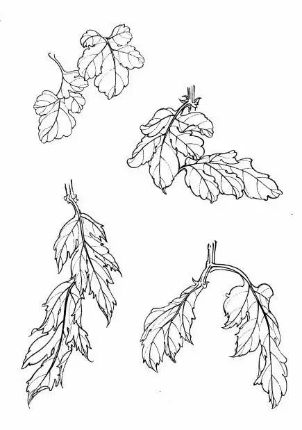 菊花白描工笔画图片大全,国画菊花鸟类白描教学视频