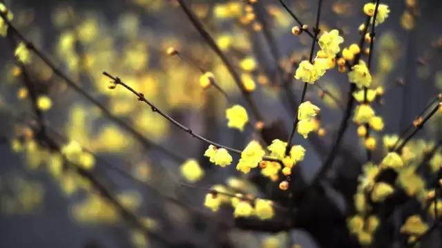 我有一个恋爱要和你谈，带你走遍这24个成都浪漫地