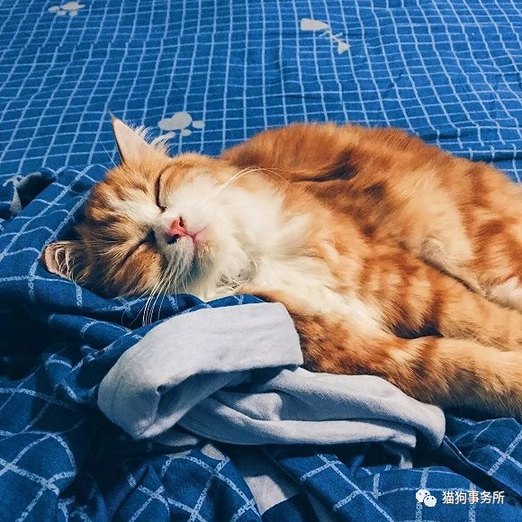 为什么猫可以让一个人的心情变好,猫能使人成熟的从来不是岁月