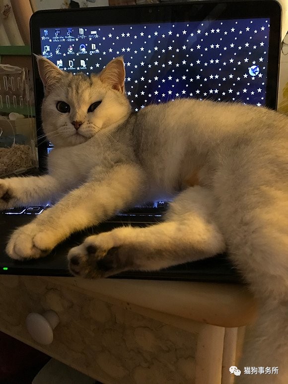 为什么猫可以让一个人的心情变好,猫能使人成熟的从来不是岁月