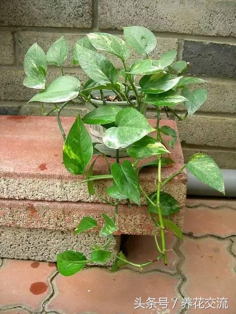 土培绿萝怎么养才能不黄叶茂盛,绿萝的养殖方法和注意事项土培