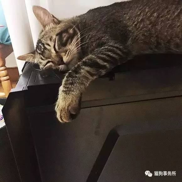 为什么猫可以让一个人的心情变好,猫能使人成熟的从来不是岁月
