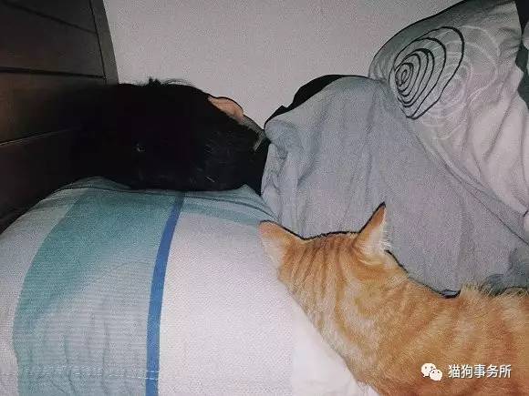 为什么猫可以让一个人的心情变好,猫能使人成熟的从来不是岁月