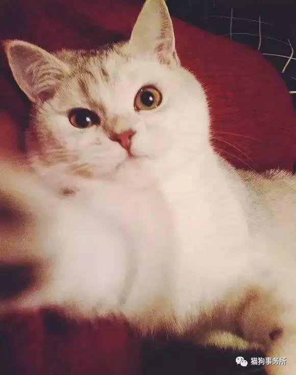 为什么猫可以让一个人的心情变好,猫能使人成熟的从来不是岁月