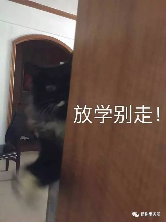 为什么猫可以让一个人的心情变好,猫能使人成熟的从来不是岁月