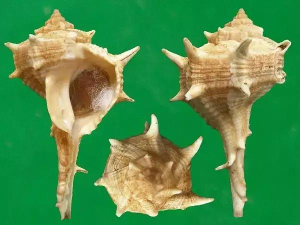 为了这些奇葩的颜料，人类付出了最惨痛的代价