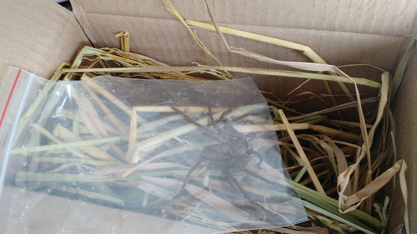 杀灭蟑螂的最有效办法,如何有效消灭家里蟑螂